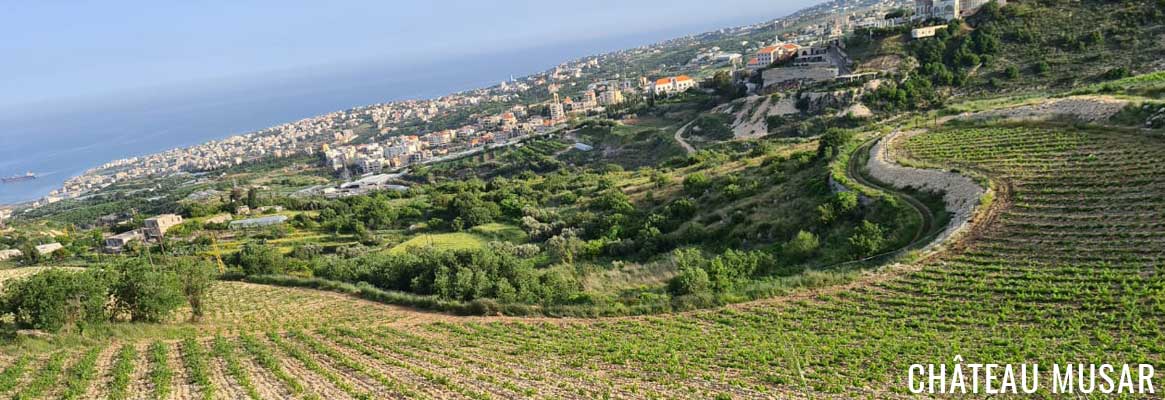 Château Musar, grands vins du Liban