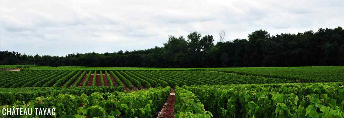 Château Tayac, vins de Bordeaux en appellation Margaux