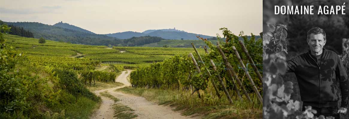 Domaine Agapé, grands vins d'Alsace BIO, grands crus d'Alsace