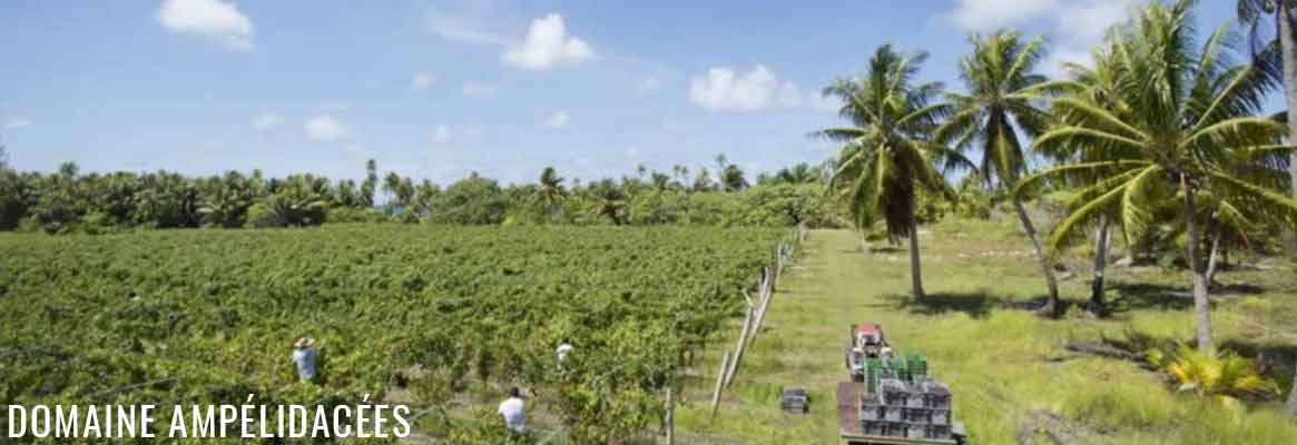 Domaine Ampélidacées, vins extraordinaires de Tahiti