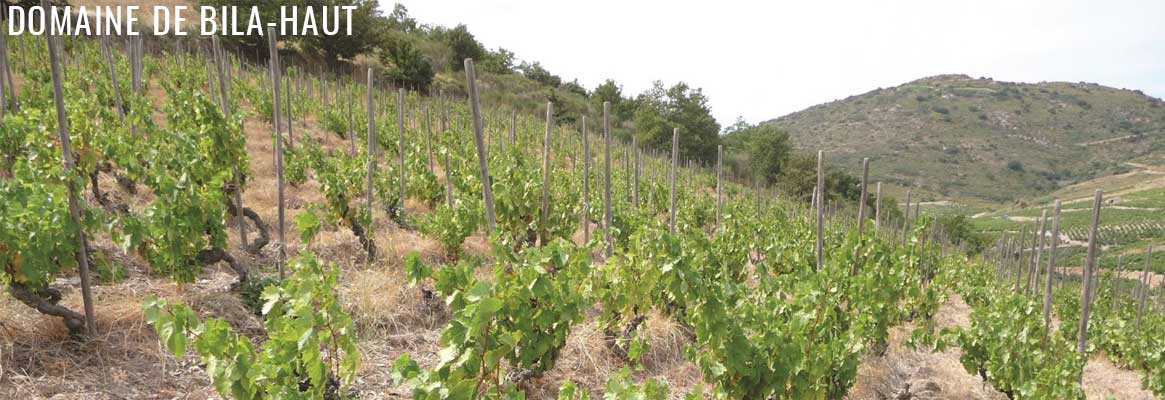 Domaine de Bila-Haut, grands vins du Roussillon