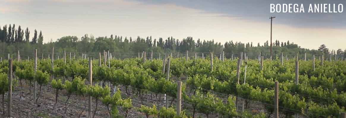 Bodega Aniello, vins argentins de Patagonie