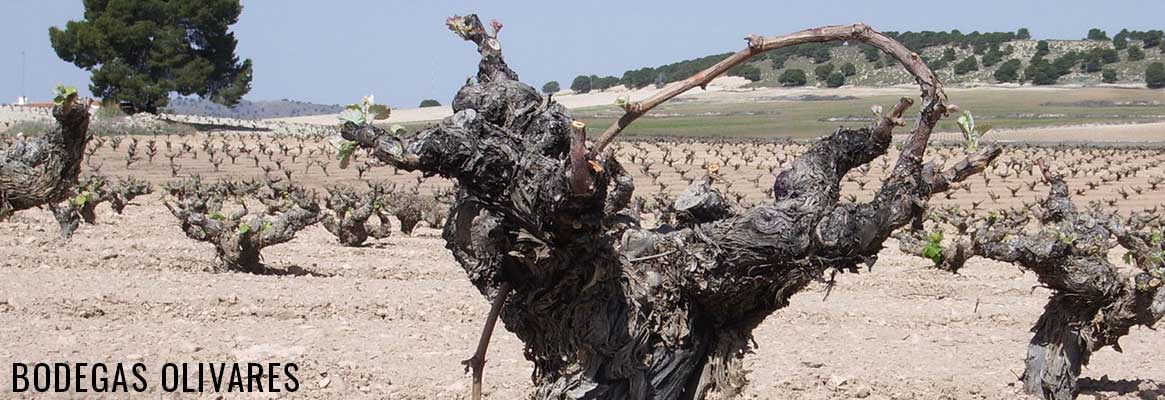 Bodegas Olivares, vins espagnols de la Jumilla