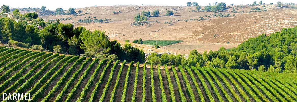 Carmel, grands vins d'Israël