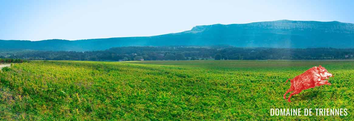 Triennes, vins de Provence, Coteaux du var