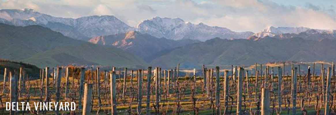 Delta Vineyard, pinot noir de Nouvelle-Zélande