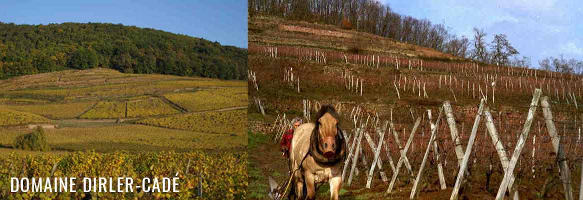 Domaine Dirler-Cadé, grands vins d'Alsace en Biodynamie