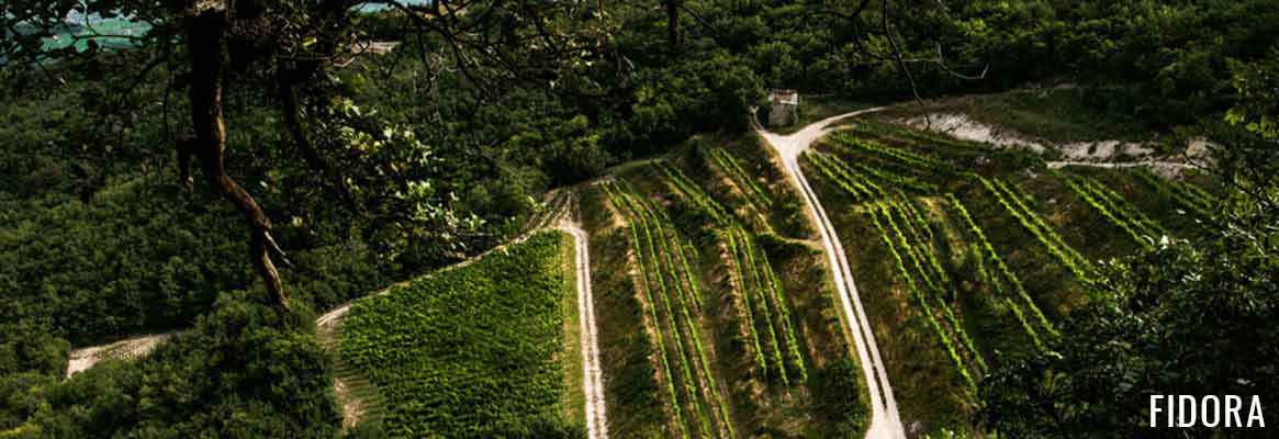 Fidora, grands vins italiens en DOC Valpolicella