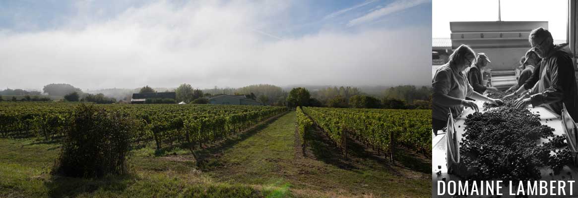 Domaine Lambert, grands vins de Chinon BIO et biodynamie