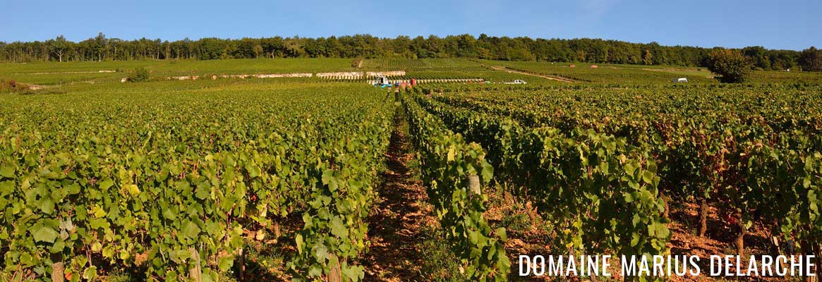 Domaine Marius Delarche, grands vins de Corton, Aloxe-Corton et Pernand-Vergelesses