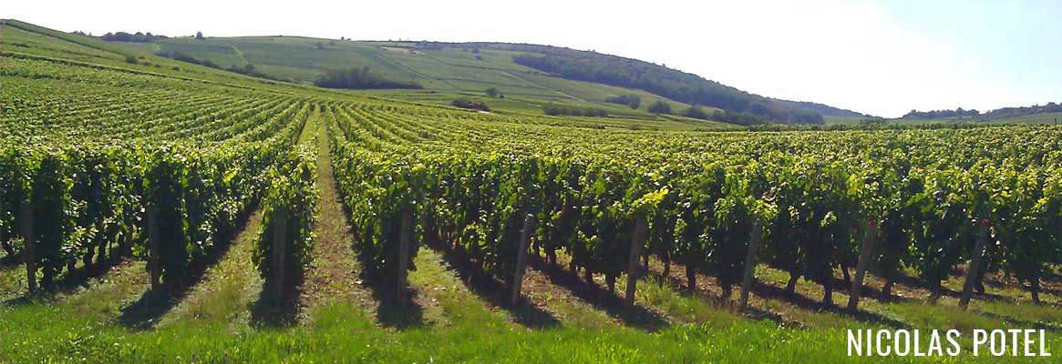 Domaine Nicolas Potel, grands vins de Bourgogne