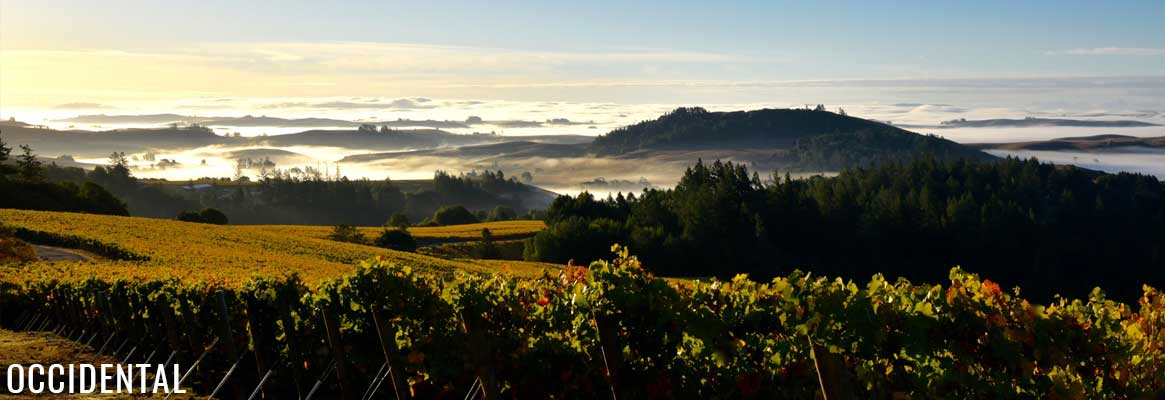 Occidental, grands vins de la Sonoma Valley en Californie
