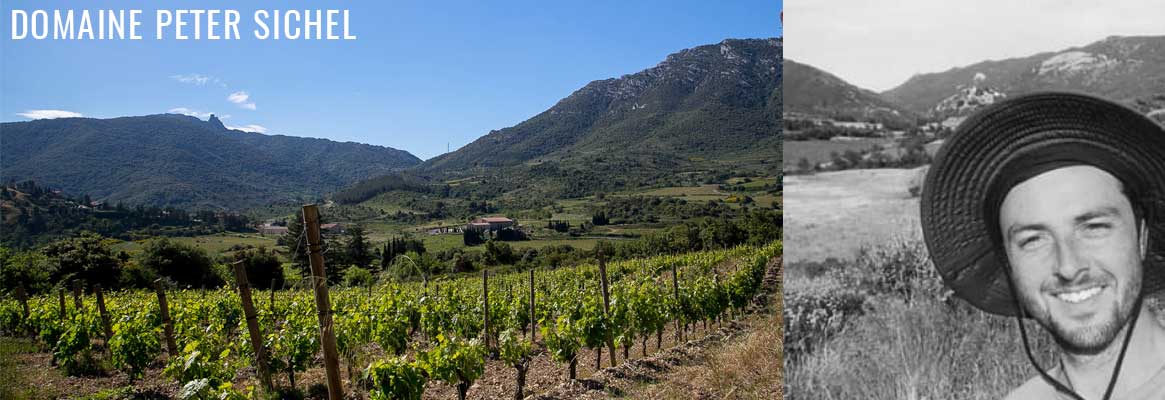 Domaine Peter SIchel, vins BIO du Languedoc en IGP Pays de Cucugnan