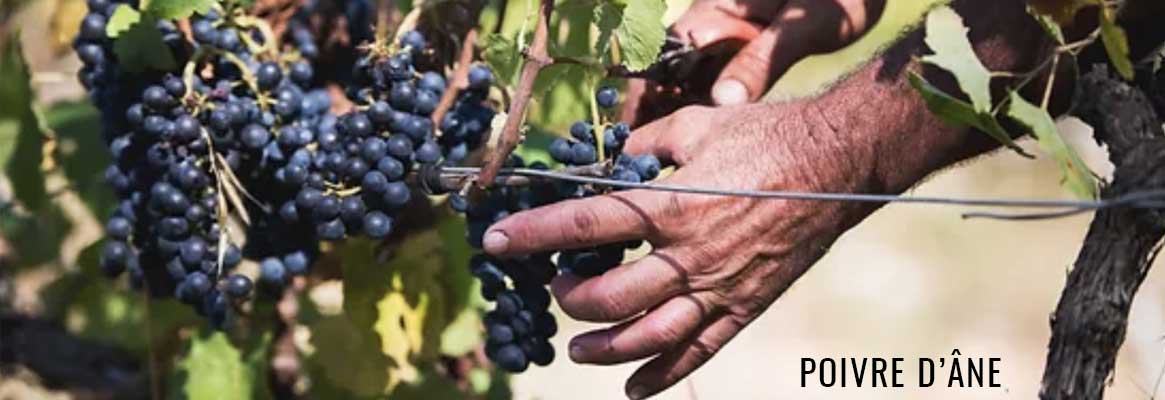 Poivre d'Âne, vins natures du Languedoc et du sud de la France