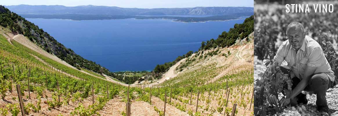Domaine Stina Vino, grands vins de l'île de Brac en Croatie