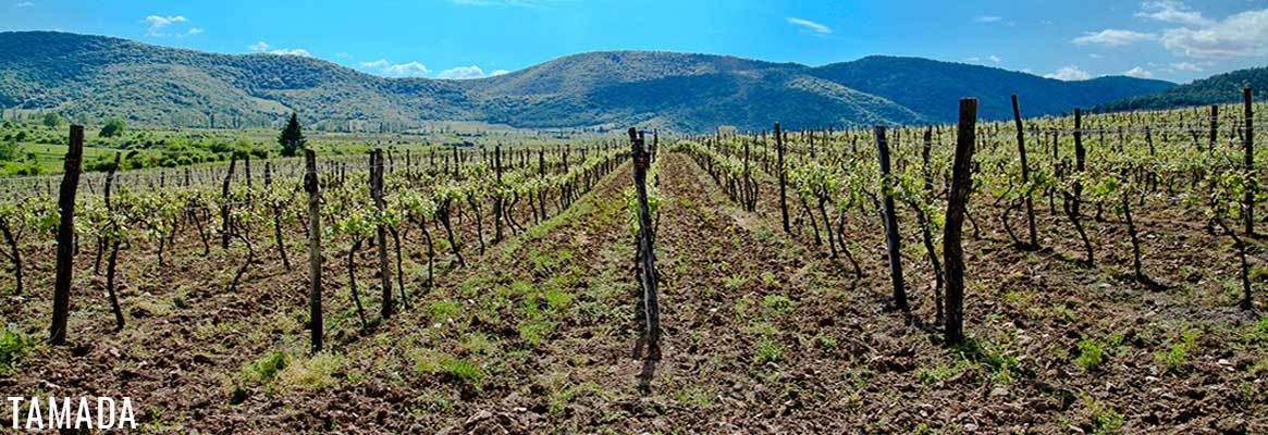 Domaine Tamada, grands vins de Géorgie