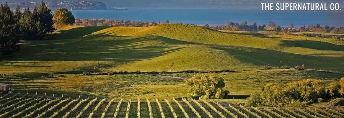 The Supernatural Co. : vins blancs de Nouvelle-Zélande en Agriculture Biologique