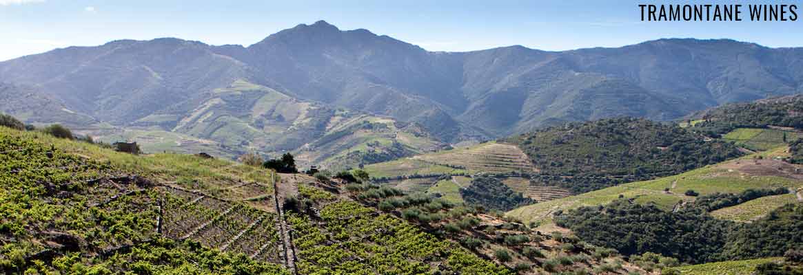 Tramontane Wines, grands vins du Roussillon