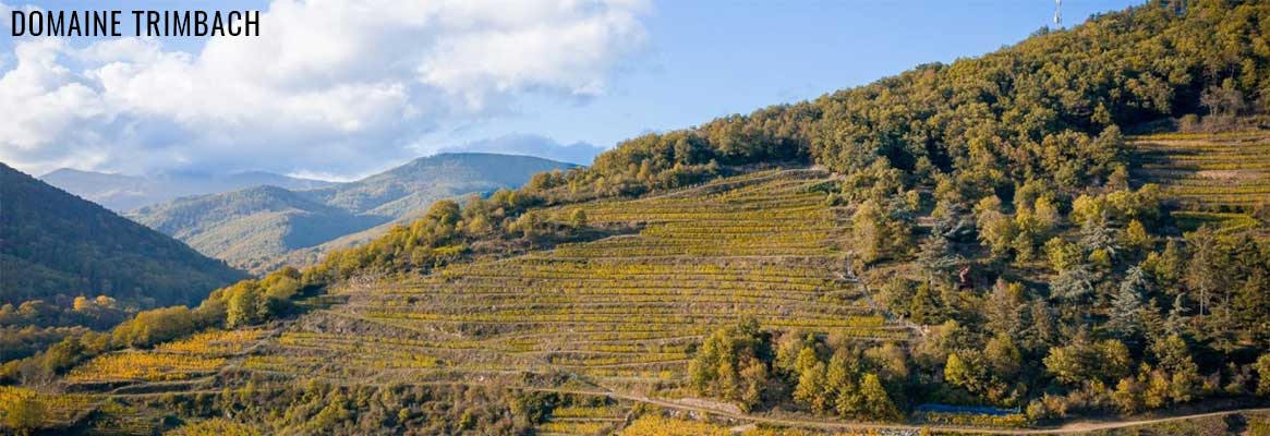 Domaine Trimbach, grands vins d'Alsace