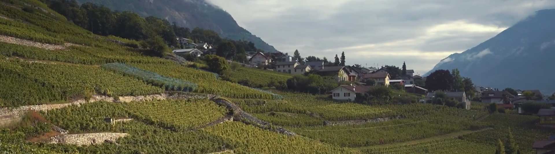 Vignoble du Valais en Suisse
