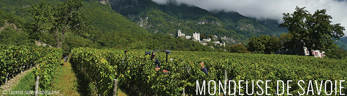 Vins de Savoie et Mondeuse noire