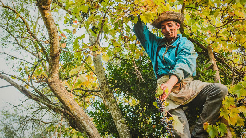 Cépage Pais, très ancien cépage du Chili